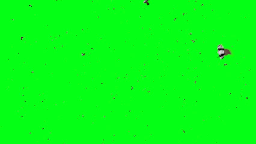 A swarm of insects flies chaotically in space - chroma key,  easy background isolation