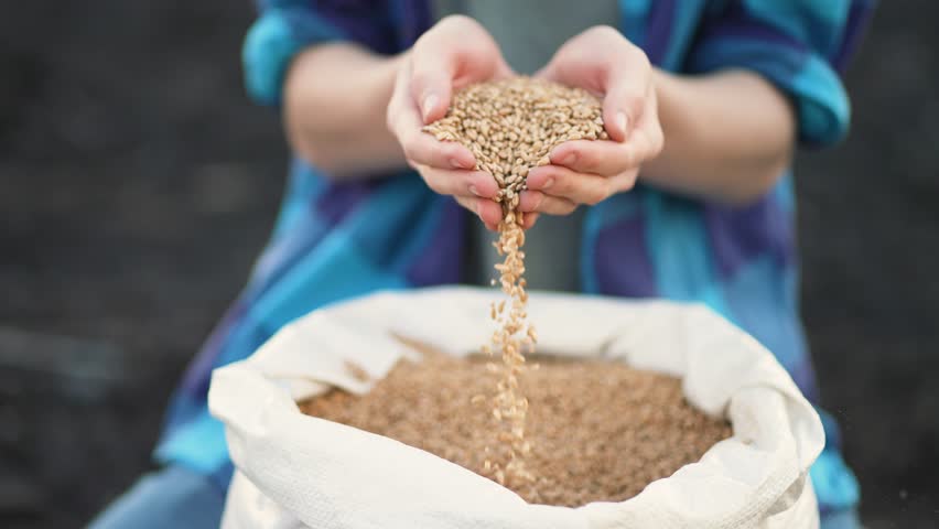 Agriculture. Farmer holds wheat grain harvest in his hands. Industry in countryside. Farmer holds barley cereals in his hands Food and beer production. Farmer hands with wheat seeds at sunset. nature
