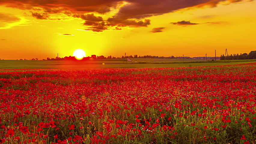 Field of red poppies or flowers under an orange and gold sky at sunset. Timelapse shot.