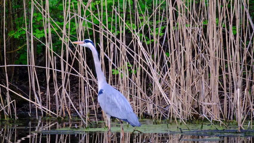 gray heront, Ardea cinerea, massive long-legged wading bird with long neck, stalking prey in water, hunting frogs in thicket, migration of birds of family Ciconiiformes, wildlife protection