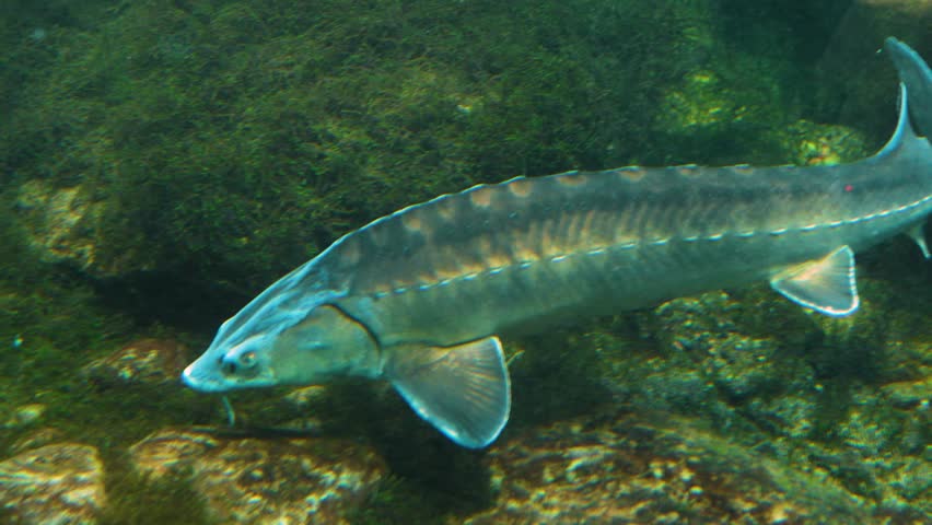 Large Sturgeon swimming on the ground from behind