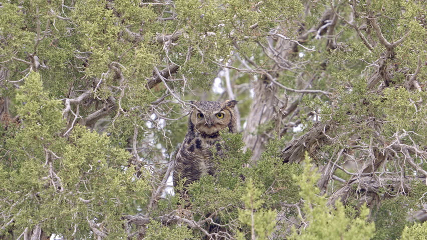 Great Horned Owl hiding in a juniper bush camouflaged in the branches