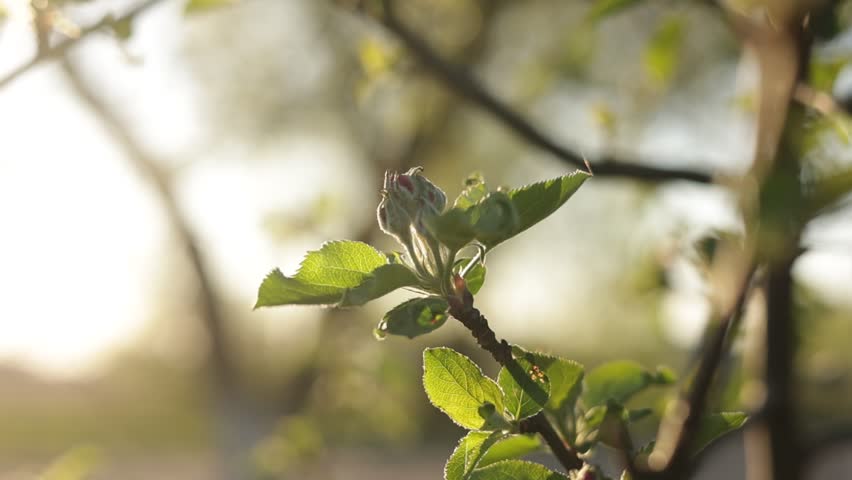 First spring buds on apple tree in the garden. Beginning of flowering of orchard. First green leaves grow in April on fruit tree. Apple tree starts to blossom. Pink apples tree blooming Royalty-Free Stock Footage #1103148573