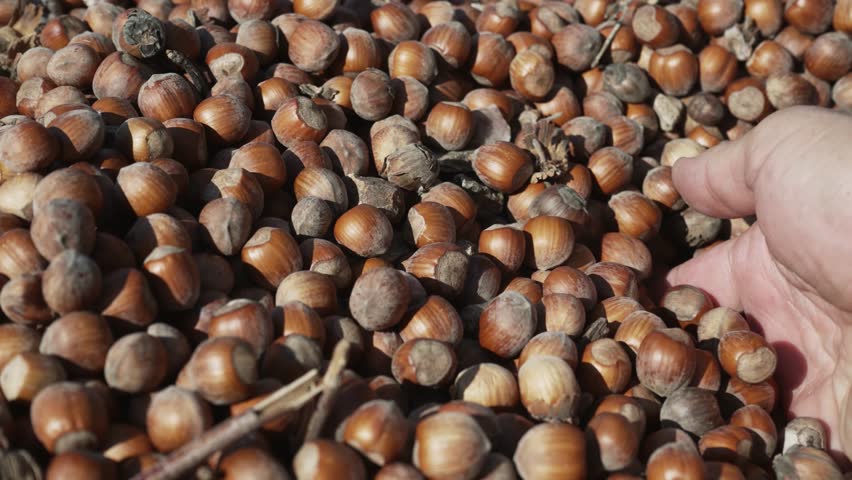 Hazelnut harvest. The farmer man agriculture worker holding the hazelnuts in his palm after picking them, slow motion Royalty-Free Stock Footage #1103148957