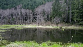 Drone video over a small lake in Gifford Pinchot National Forest in Washington State.
