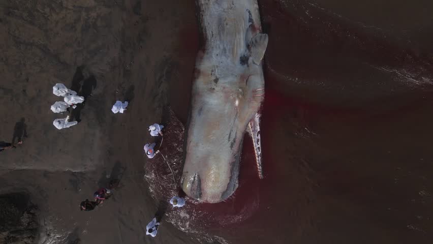 Dead sperm whale in state of putrefaction on the beach, Bali, Indonesia