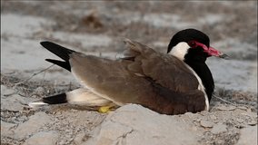 beautiful video of red wattled lapwing hatching eggs , lapwing with juvenile ,The red-wattled lapwing is an Asian lapwing or large plover, a wader in the family Charadriidae