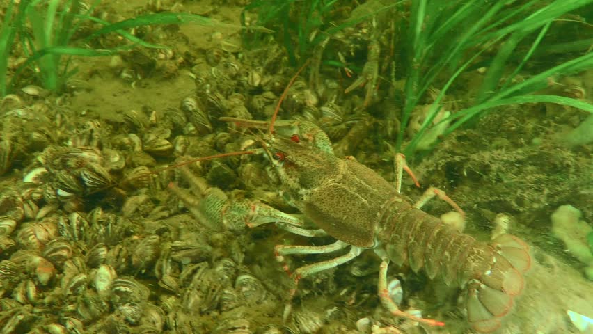 The Broad Clawed Crayfish (Astacus astacus) makes its way through green aquatic plants, then creeps into the distance.