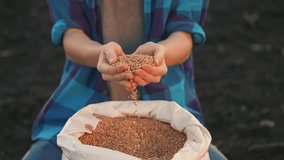 agriculture. farmer holding grain barley wheat close-up slow motion video. agriculture business concept. farmer is going sow barley grain next to bag of grain for sowing crop in agricultural soil