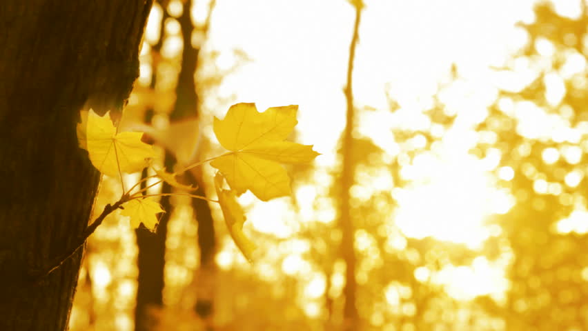 yellow leaf on autumn trees in wind