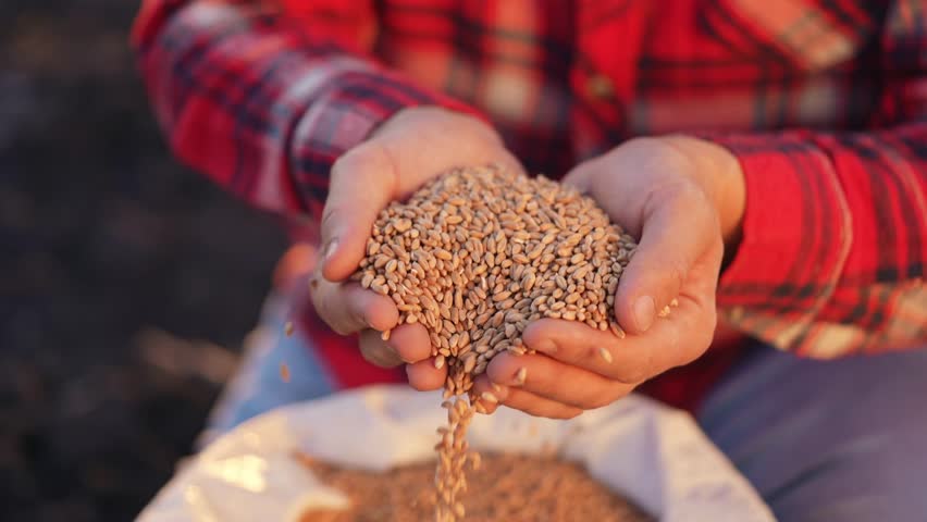 agriculture. farmer holding grain barley wheat close-up slow motion video. agriculture business concept. farmer is going sow soil barley grain next to bag of grain for sowing crop in agricultural Royalty-Free Stock Footage #1103168627