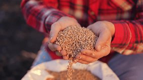 agriculture. farmer holding grain barley wheat close-up slow motion video. agriculture business concept. farmer is going sow soil barley grain next to bag of grain for sowing crop in agricultural