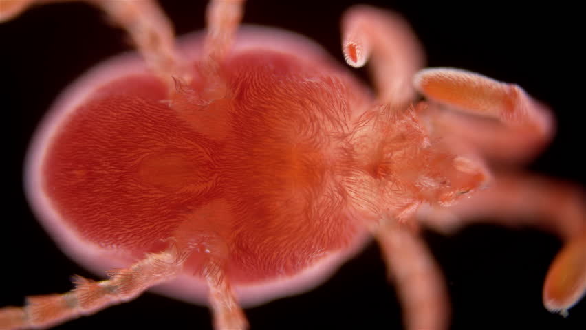 Mite (acari) from the family Trombidiidae under a microscope, order Prostigmata. They are also called red mites or velvet mites. Royalty-Free Stock Footage #1103169539