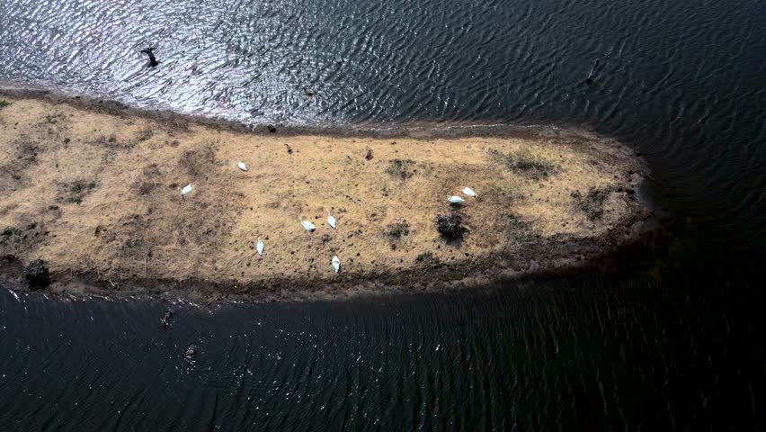 Rotation over Swans resting on a small island in the Muskegon River.