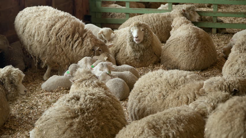 Merino Herd of sheeps in barn. Sheeps with lamb together