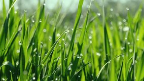 Fresh green grass with dew drops clips, dew drops on green grass footage, rain drops on green grass video.