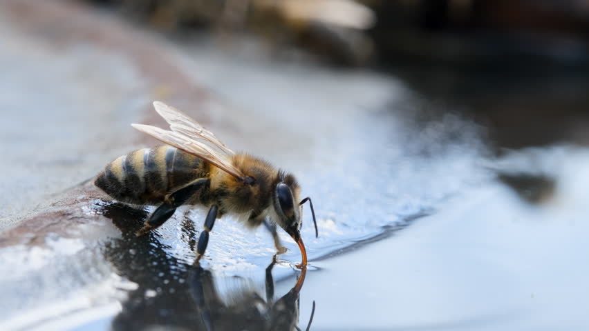 A bee drinks water. Insects and water. Apiculture. Macro video 4k.
