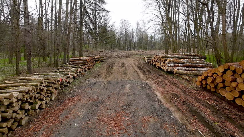 Rows of Stacked Felled Timber Tree Logs in Forest After Industrial Cutting in Poland Countryside
