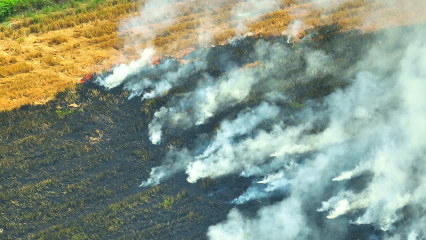Burning of agricultural land is a practice that involves setting fire to vegetation on a piece of land in order to clear it for agriculture. Burn agriculture or shifting cultivation. 4K Drone
 Royalty-Free Stock Footage #1103174443