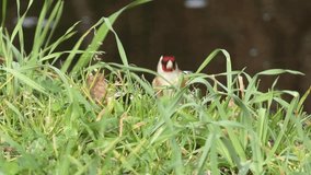A single goldfinch or carduelis carduelis seeks food from tree seeds fallen to the ground, Isolated on natural background.