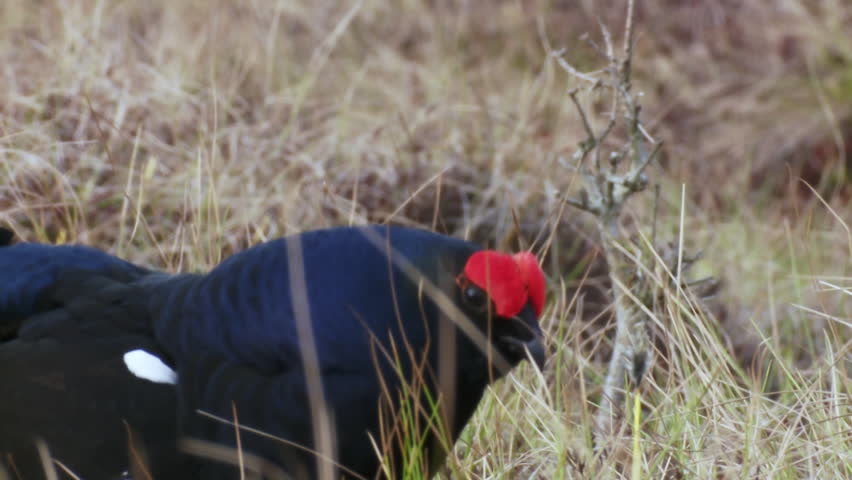 Black Grouse lek at sunrise. Close up Portrait. Black grouse Tetrao tetrix. Lyrurus tetrix early in the morning. Black grouse showing tail at sunrise. Spring mating season in the nature.