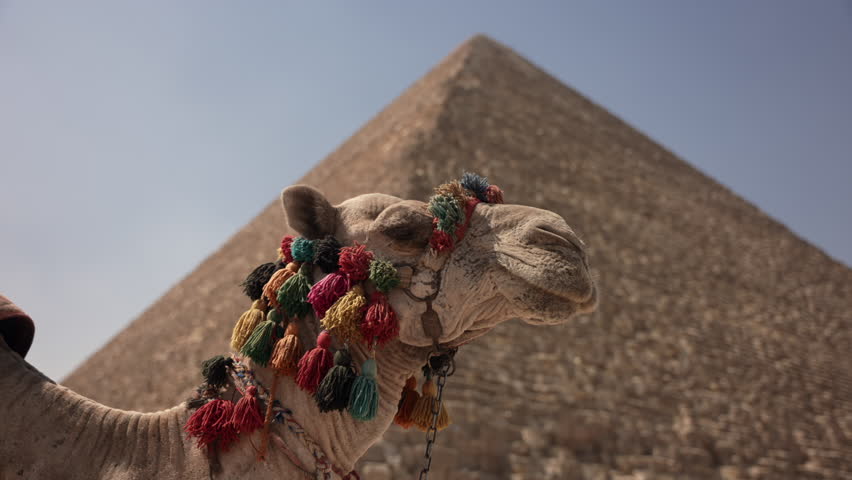 Camel with the Giza Pyramids in the background in Egypt Royalty-Free Stock Footage #1103184951