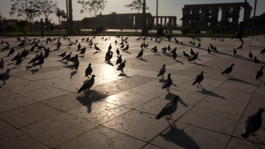 Pigeons flying in a square in a beautiful sunset in Luxor, Egypt