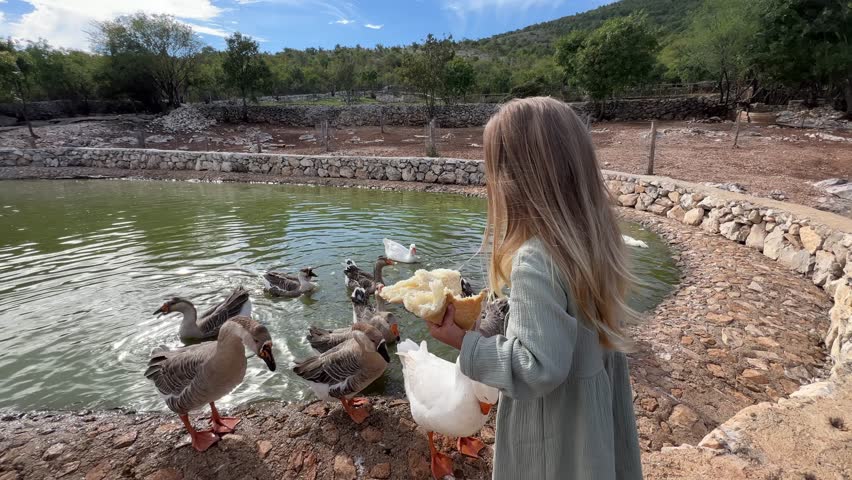 Geese flap their wings and stretch their necks in front of a little girl who crumbles bread for them