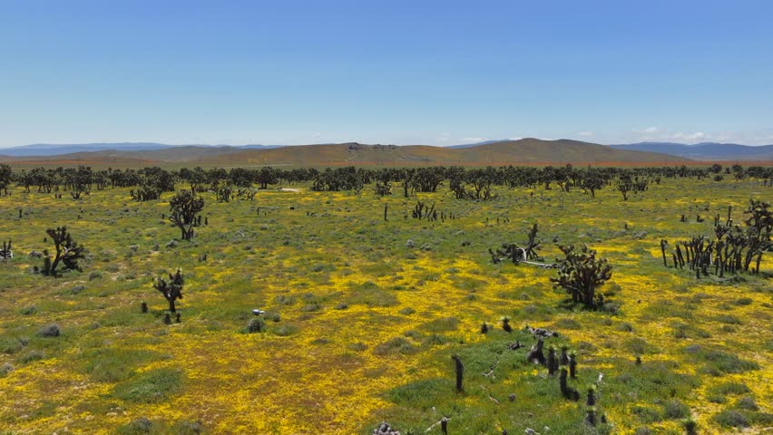Scenic aerial flyover of a Joshua tree forest with spring wildflowers in the Mojave Desert