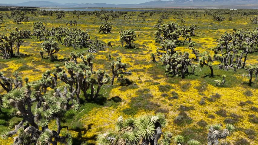 Pull back aerial reveal of wildflowers blooming in spring in in a Joshua tree forest in the Mojave Desert