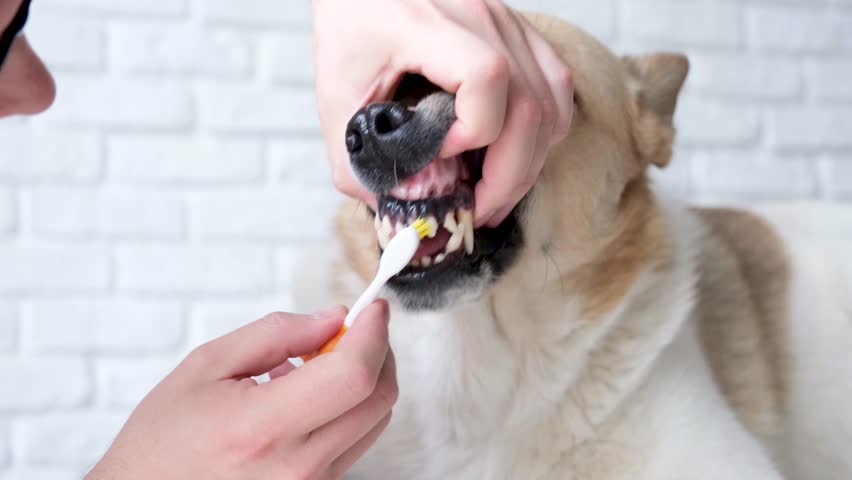 Owner brushing teeth of cute dog at home Royalty-Free Stock Footage #1103201497