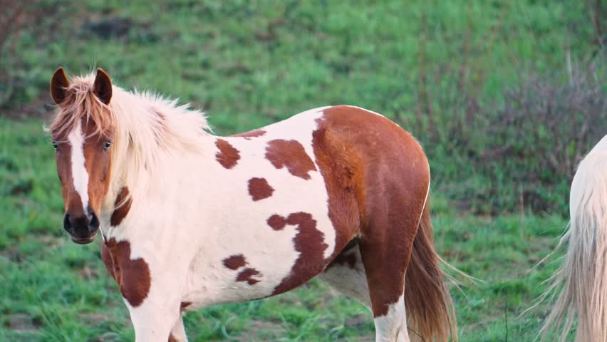 Slow motion. The horse is white with brown spots and with a mane fluttering in the wind on a pasture Royalty-Free Stock Footage #1103202725