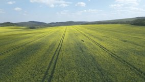 Flying over a rapeseed field from right to left on a sunny day. Aerial video filmed with a drone, flying over the field with tractor tracks at the Hungarian Countryside.