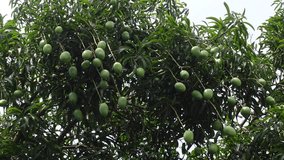 Green unripe mango fruits are hanging on the whole tree. Green fruit background. Closeup view. 4k video.