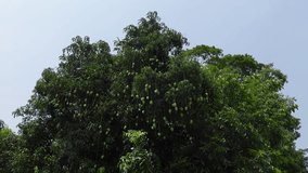 Trees full of small green unripe mangoes. Green fruit background. Close-up view. 4k video.