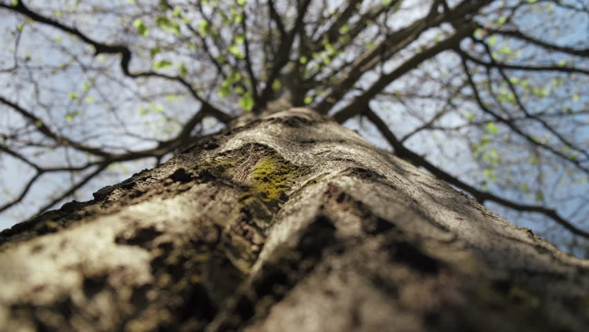 Close up of female hand touching old tree trunk covered with moss on sky background. People, nature concept, safe earth, green planet. Forest, botanic garden with green plants. Relax in nature, love Royalty-Free Stock Footage #1103205613