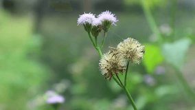 short video footage of a flowering wild plant similar to the Dandelion Species Taraxacum Officina