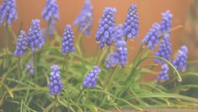 Rain patters gently on a cluster of Grape Hyacinth flowers on a wet spring day. - Powered by Shutterstock - Get 15% off with code: PIKWIZARD15