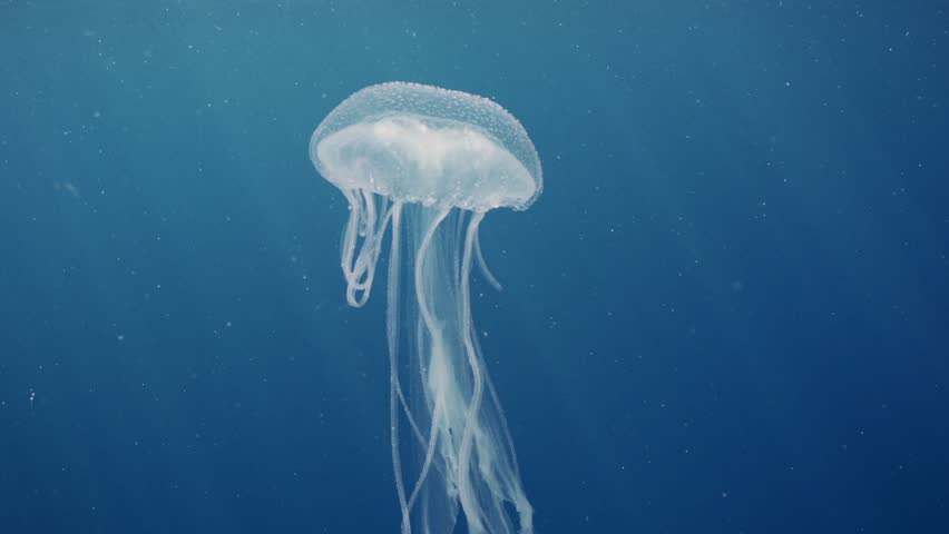 Close-up of Mauve Stinger Jellyfish swim on blue sea flashing bright light. Mauve Stinger, Night-lightx Jellyfish, Phosphorescent jelly or Purple people eater (Pelagia noctiluca) floats on blue water Royalty-Free Stock Footage #1103209503