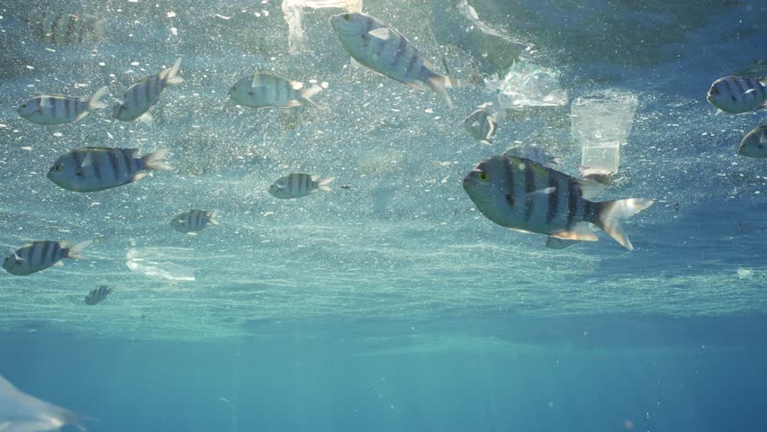 Closeup, Fishes feeds of polluted water in fatty layer, swimming among plastic waste in sun rays. school of Indo-Pacific sergeant eats fat from surface of water while swims in plastic debris