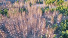 Experience the awe-inspiring beauty of nature with our stunning forest drone video! Perfect for relaxation and environmental projects. Download now!