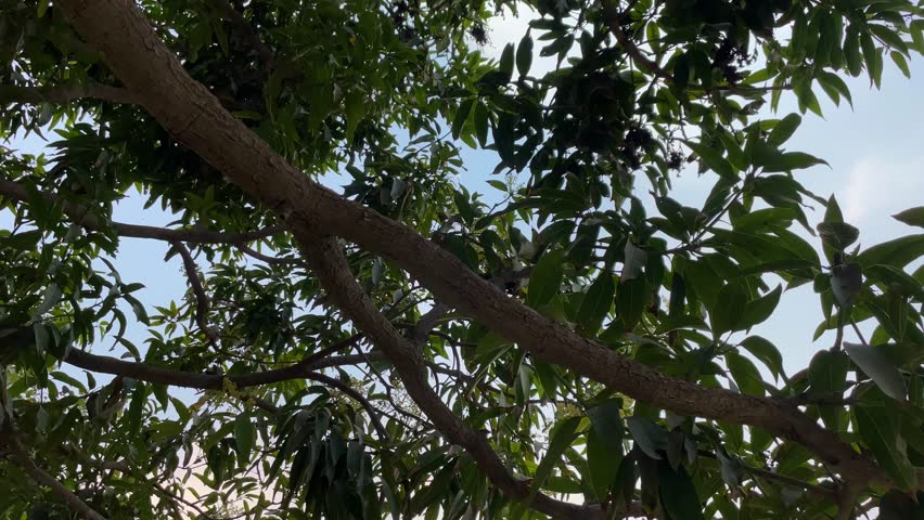 The Lotus Temple is located in New Delhi, India