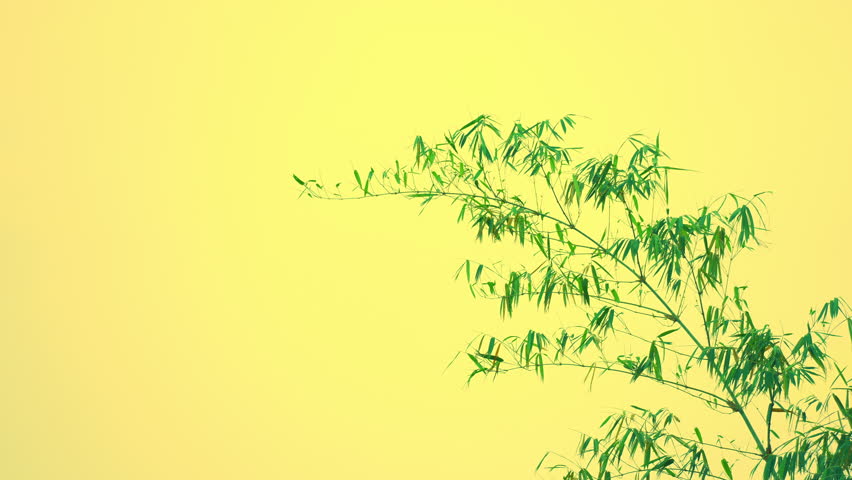 Bamboo conecpt, bamboo leaf and stem on windy and golden sky background on summer season, leaf of bamboo motion on daytime, baeutiful view of nature screen background, green leaf of tree on nature 