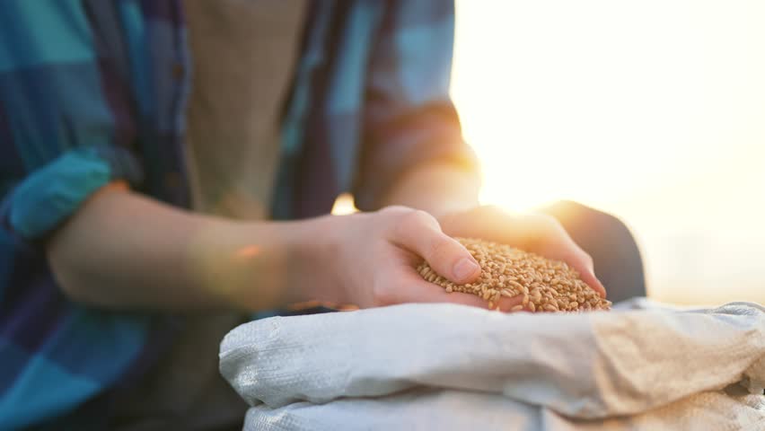 Farmer holds crop of wheat in his hands. Barley cereals in bag. Beer production. Farmer hands hold wheat seeds. Growing barley crops.Seed of cereal plants. Agriculture.Happy farmer with barley harvest Royalty-Free Stock Footage #1103214457