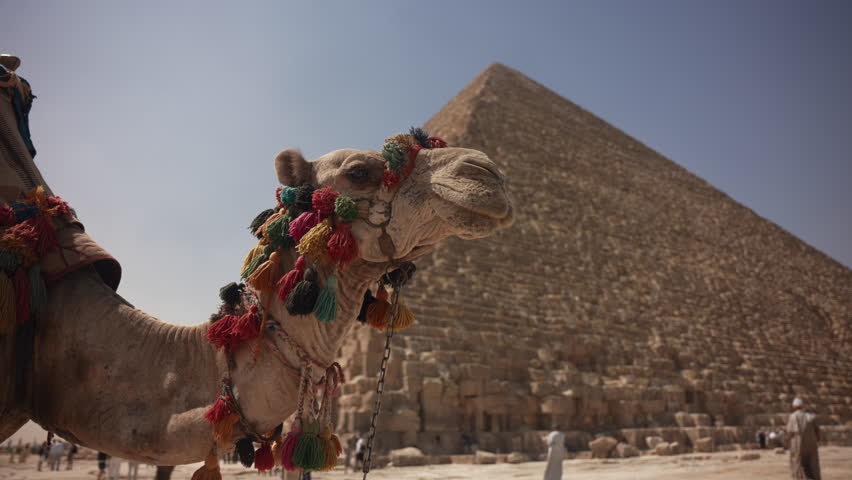 Camel with the Giza Pyramids in the background in Egypt Royalty-Free Stock Footage #1103214579