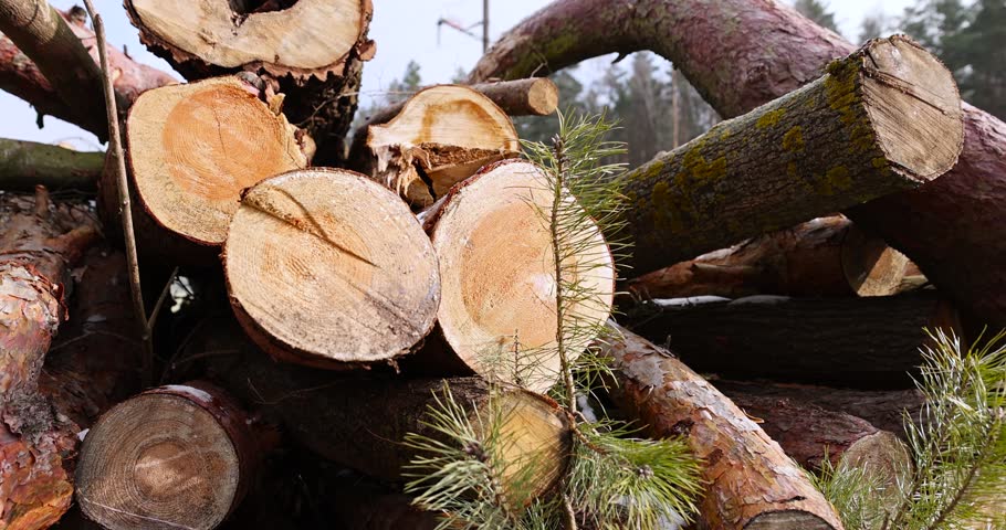pine and other tree trunks during deforestation, stacked pile of wood during wood harvesting in the forest, winter without snow
