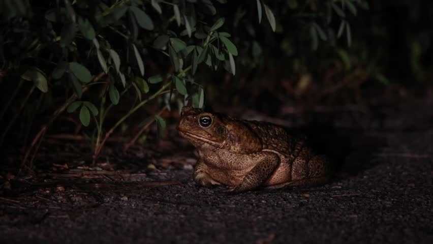 cane toad on the street
