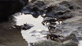 Crabs at sandy beach, Maldives