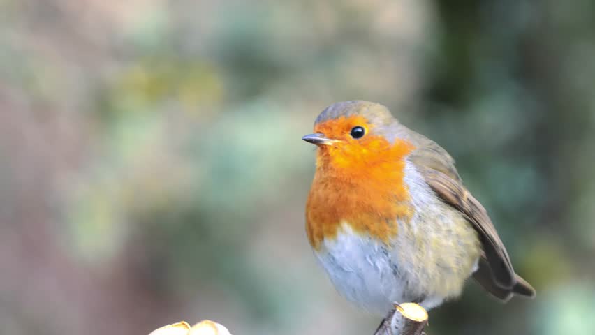 European robin (Erithacus rubecula) or robin redbreast in a wild - zooming extreme close-up on head 