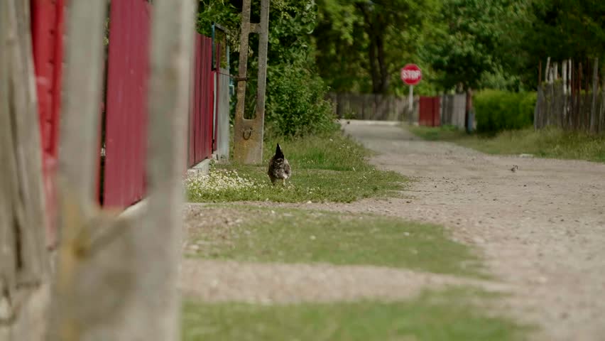 Chicken and man on bicycle in rural village, countryside lifestyle